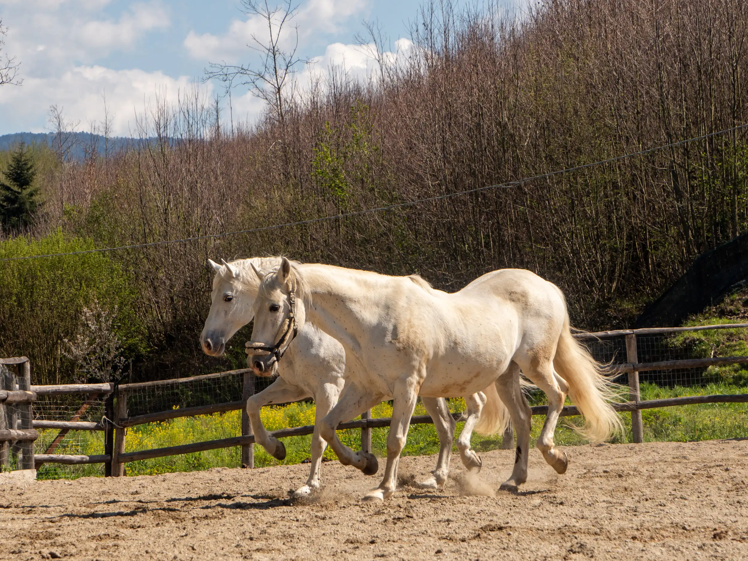 pensione-per-cavalli-islero-ranch pensione-per-cavalli-islero-ranch
